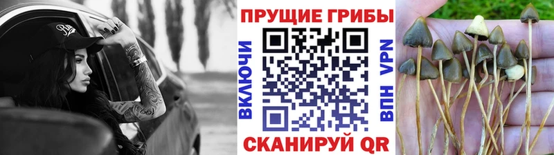 кракен как войти  Енисейск  Галлюциногенные грибы мицелий 